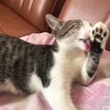 お鼻に点々がチャームポイント♂ 8ヶ月