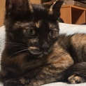 ３ヶ月のマロン⚫︎甘えん坊でくっつき虫の女の子
