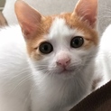 甘えん坊の可愛い茶白くんです♡