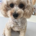 里親を探しています。