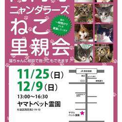 高円寺ニャンダラーズ ねこ里親会 (ヤマトペット霊園出張開催)