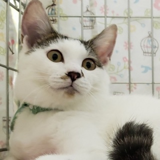 2/10水道橋★ワサビ君★おとぼけ顔ですか?