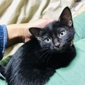 2ヶ月☆黒猫ポポくん♡仔猫♡
