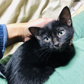 2ヶ月☆黒猫ポポくん♡仔猫♡