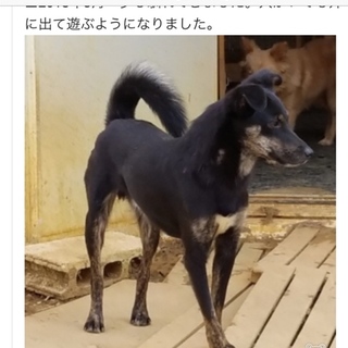 殺処分 寸前 レスキューしました