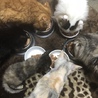きずなるい