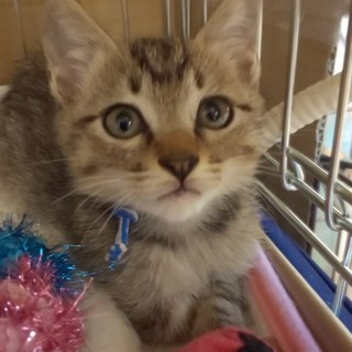 そっくりキジトラ４兄妹☆唯一男の子