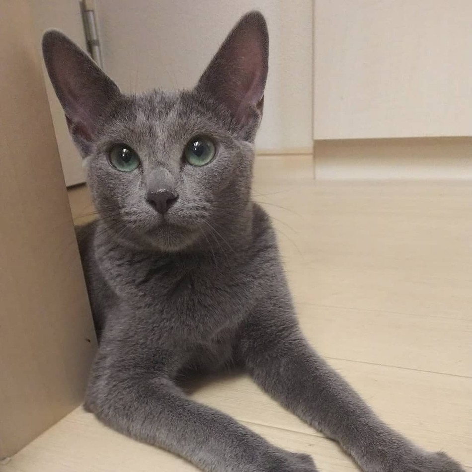 ミールのカバー写真