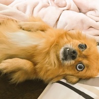 さくら