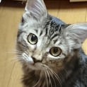 洋猫ＭＩＸの女の子です！