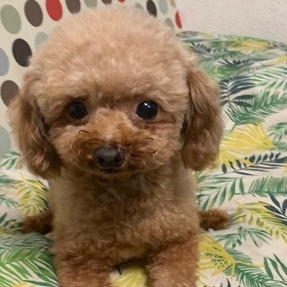 現在応募頂いた方とお話中につき一旦募集を終了します