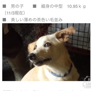 保健所から保護 かなり甘えたさんです。