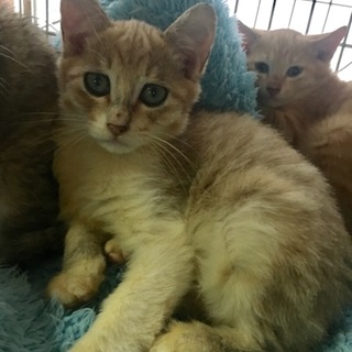 美形兄妹のお兄ちゃんです❤️