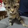 ２～３ヶ月のキジ猫の子猫(ФωФ) サムネイル1