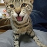 ２～３ヶ月のキジ猫の子猫(ФωФ) サムネイル2
