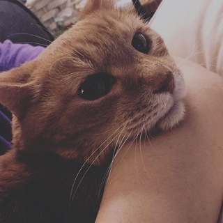 4きょうだい猫の男の子です。