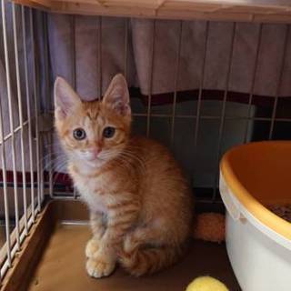 子猫保護しています。茶々丸くん