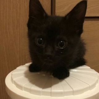 6～7週間　甘え上手な黒猫　りょうくん