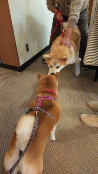 秋田犬発祥の地U^ｪ^U...」（Gintaさんのペットログ #24379） :: ペット  