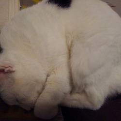 まるくなる季節