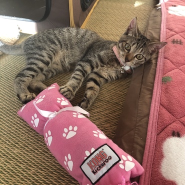初めてのるる用おもちゃ。いつもソフィーのお下がりばかりだもんね。