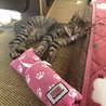 初めてのるる用おもちゃ。いつもソフィーのお下がりばかりだもんね。