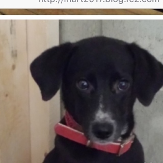 シェルター保護