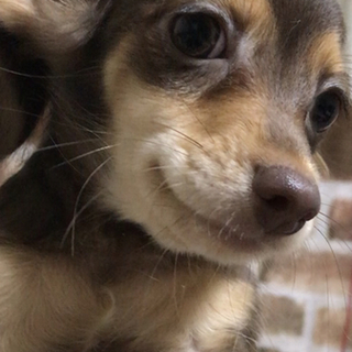 チワックス を含む犬の里親募集情報 2ページ目 ペットのおうち 月間利用者150万人