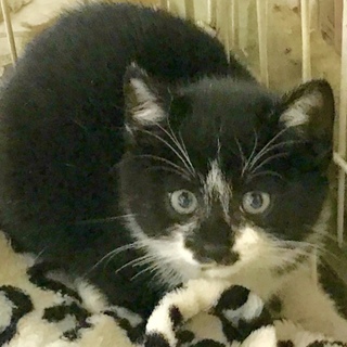 クリクリおめめの子猫里親様募集中