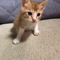 可愛い美形男子です！