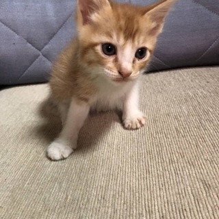 可愛い美形男子です！