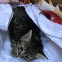 生後2ヶ月満たない子猫です。大人しいです。