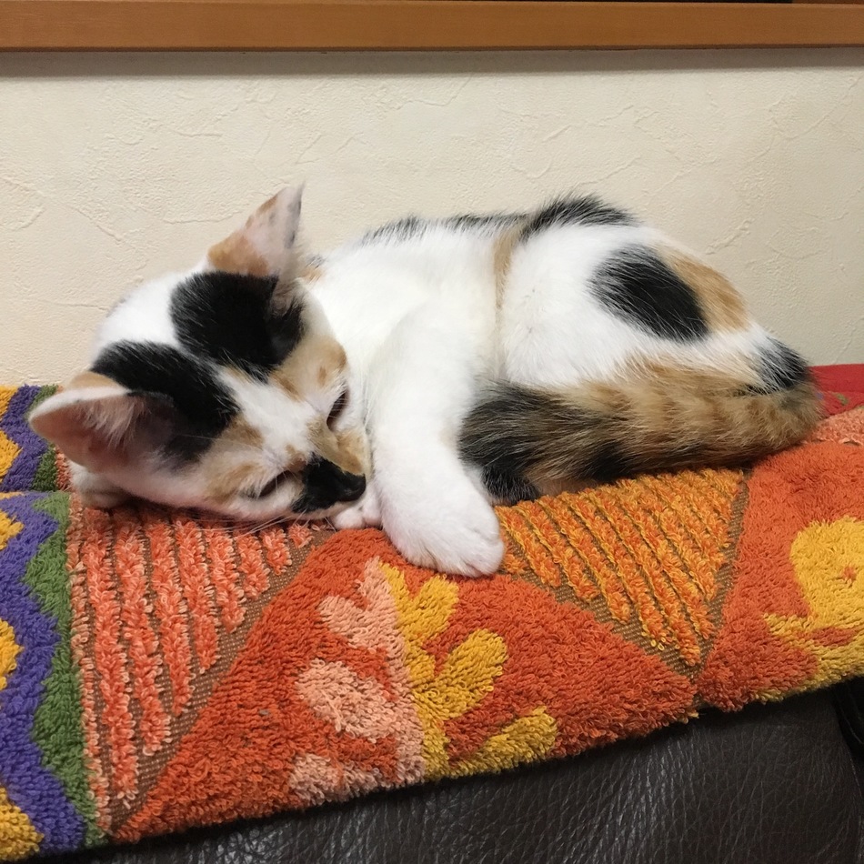 モナのカバー写真