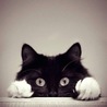Life With Cat(保護活動者)