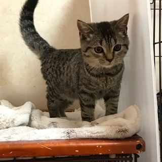 ブリーダー廃業の子をレスキューしました。