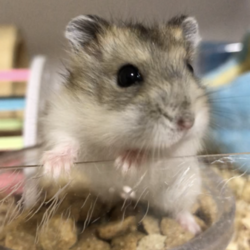 ごんちゃん新しいアイテム使いこなす