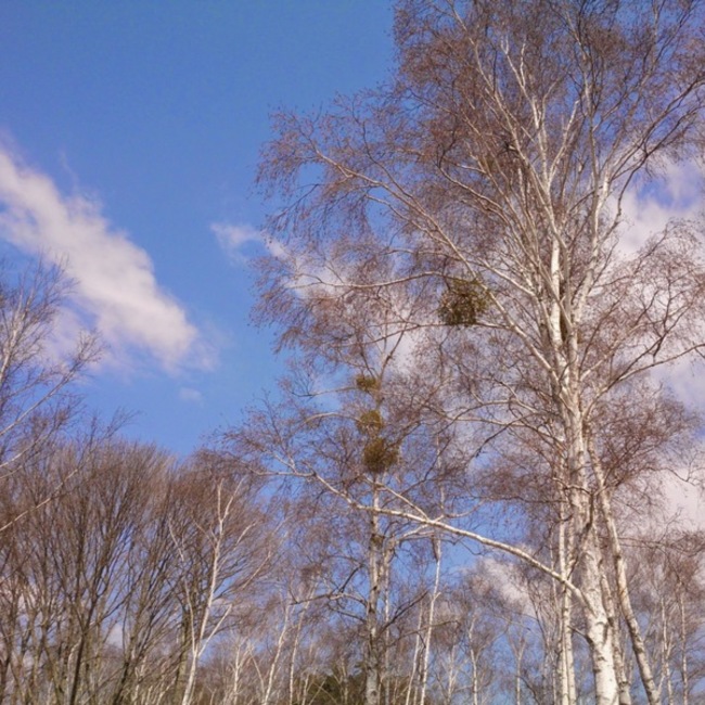 ぶうとんのカバー写真
