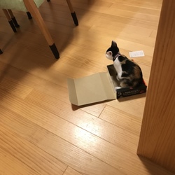 みかん、ら