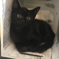 近所で保護した野良猫です