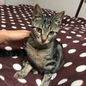 アメショー柄☆かわいさ満点！アクアちゃん