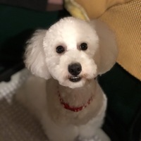 パール