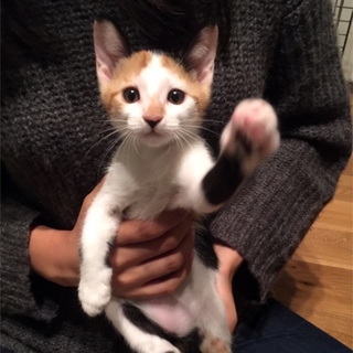 女子力高め三毛「もり美ちゃん」♡