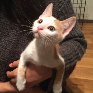 甘えん坊可愛い「ちま雄」♡