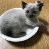 体重を計るのに撮ったのが最期の写真になりました。この時はすごく元気で鳴き声も大きかった。