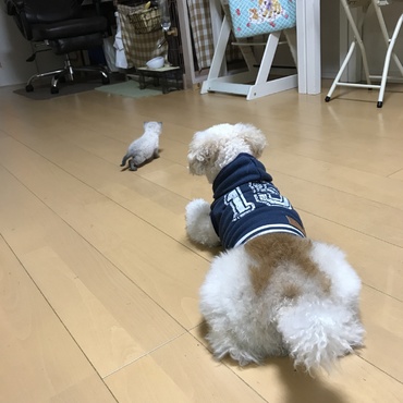恐る恐るながらも優しくわらびを見守ってくれてたね。