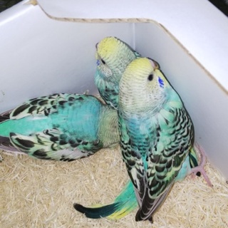 9月生まれのセキセイインコ