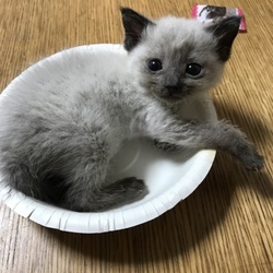 わらび