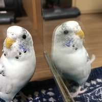 ノア