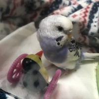 フェイ