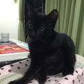 人馴れ抜群、可愛い仔猫の黒猫！